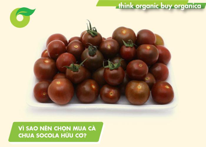 Vì sao nên chọn mua cà chua socola hữu cơ?