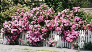 Cách chăm sóc cây hồng leo dễ dàng, cho cây sai hoa quanh năm
