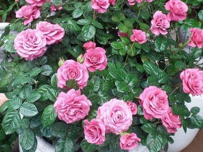 Chăm sóc hoa hồng nở đúng Tết Nguyên Đán | Nông nghiệp phố