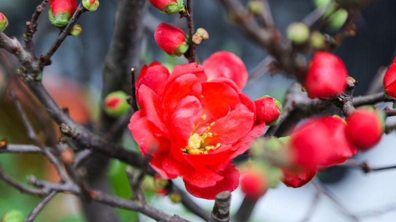 Hoa mai đỏ - Ý nghĩa, cách trồng, chăm sóc tại nhà