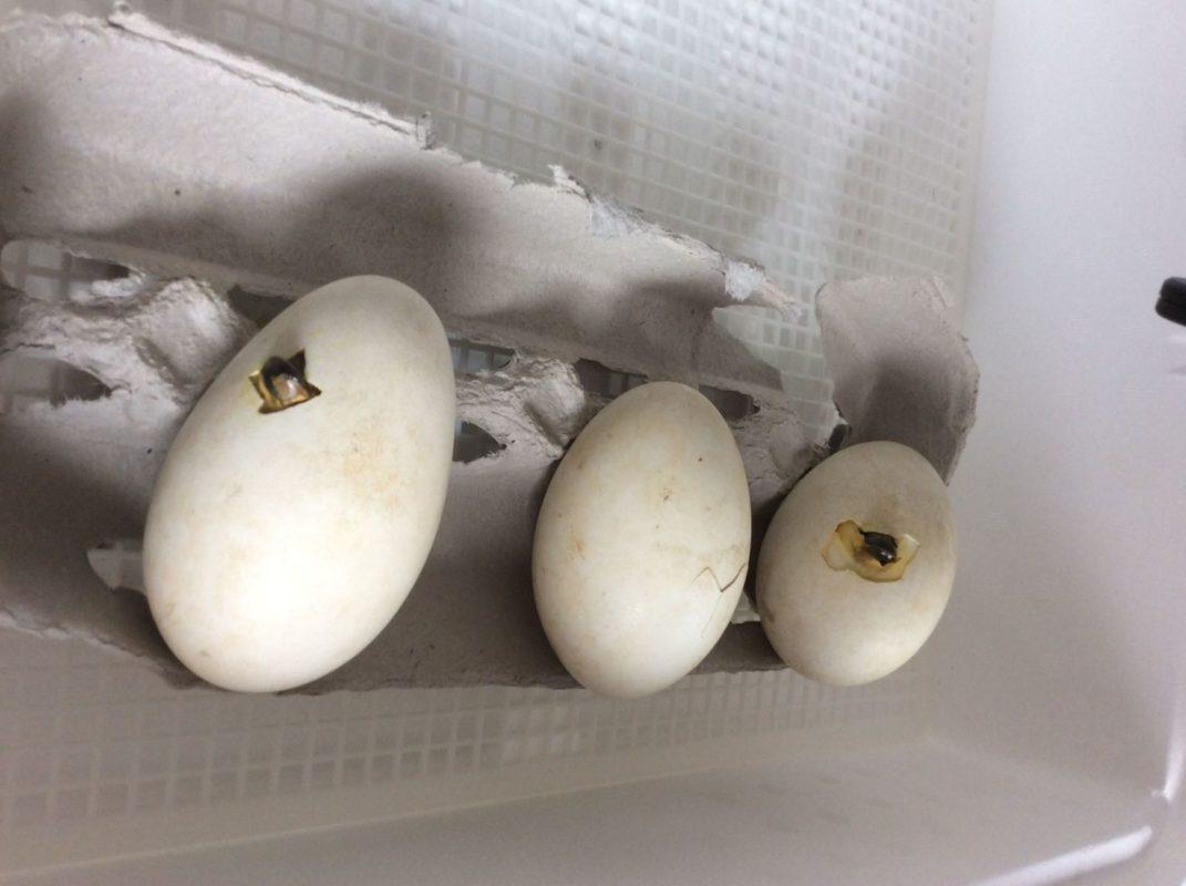 5 cách nhận biết trứng gà sắp nở và trứng gà ấp bị hư