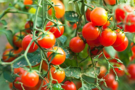 Cách trồng cà chua bi đơn giản hái quả ăn quanh năm không lo nhiễm thuốc sâu