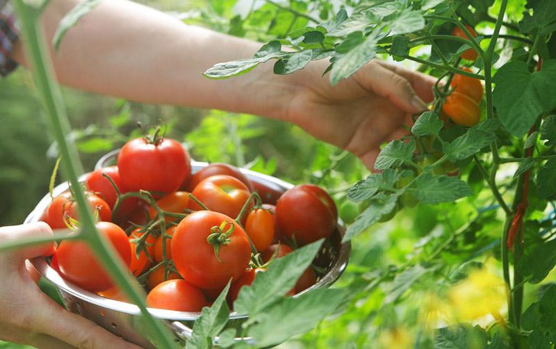 Bí quyết trồng và chăm sóc cây cà chua để có vườn cây bội thu